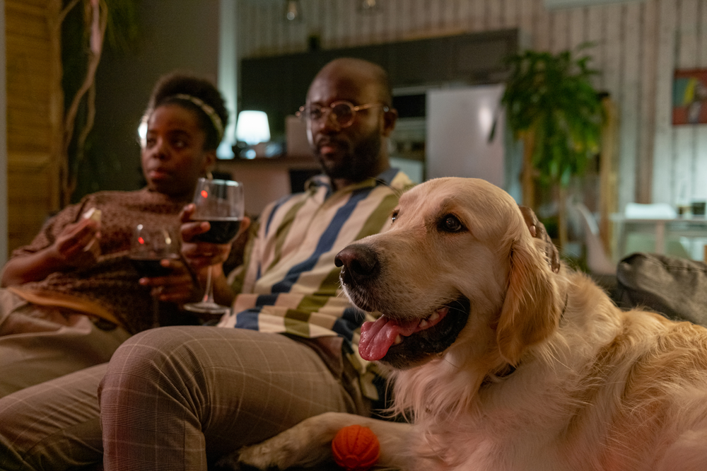 A couple watches TV on the sofa with their dog as they share a bottle of red wine.