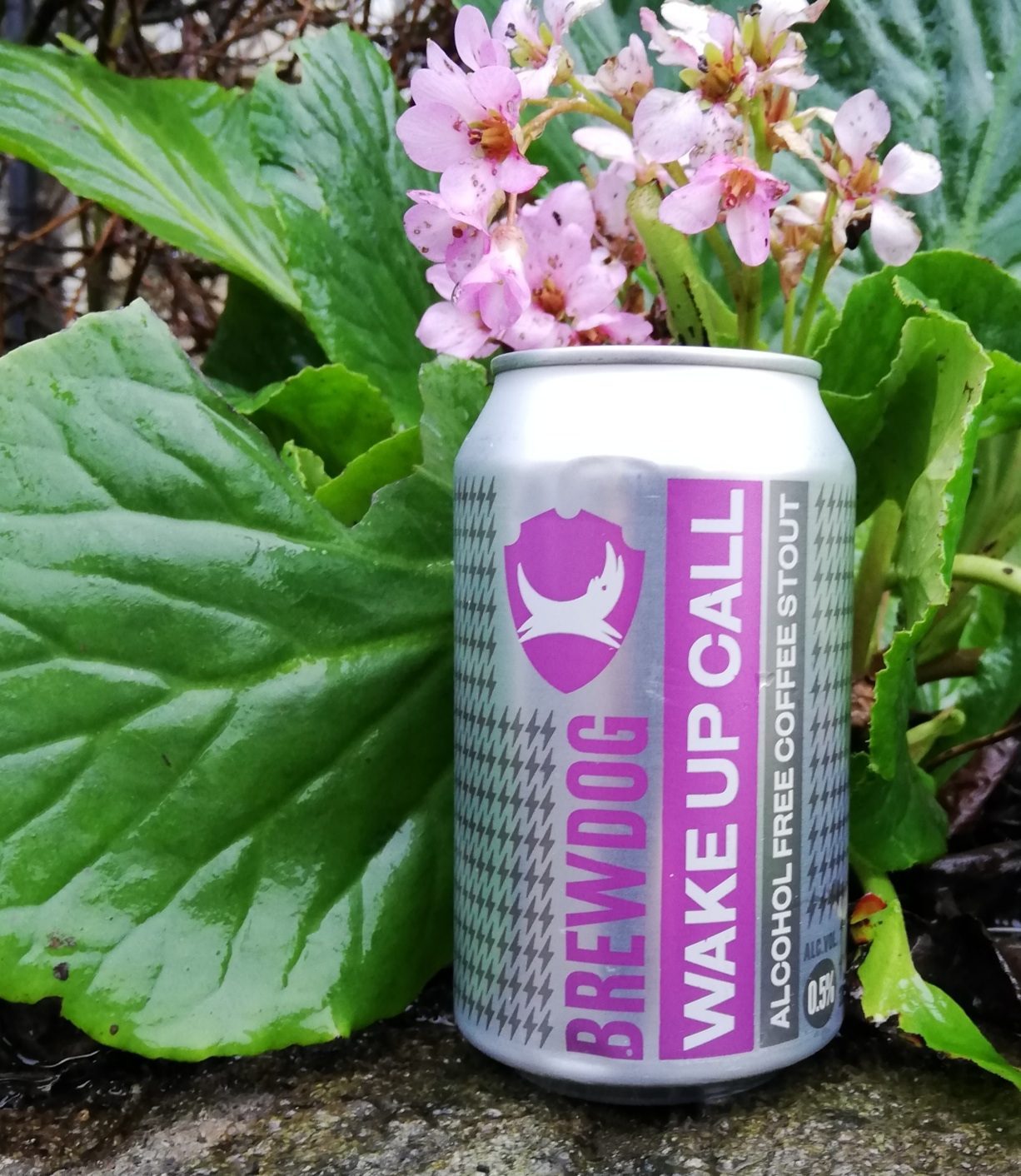 Brew Dog Wake Up Call 1