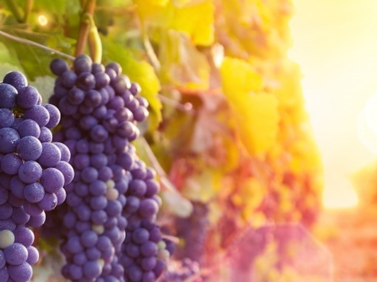 Grapes Cropped 800X382