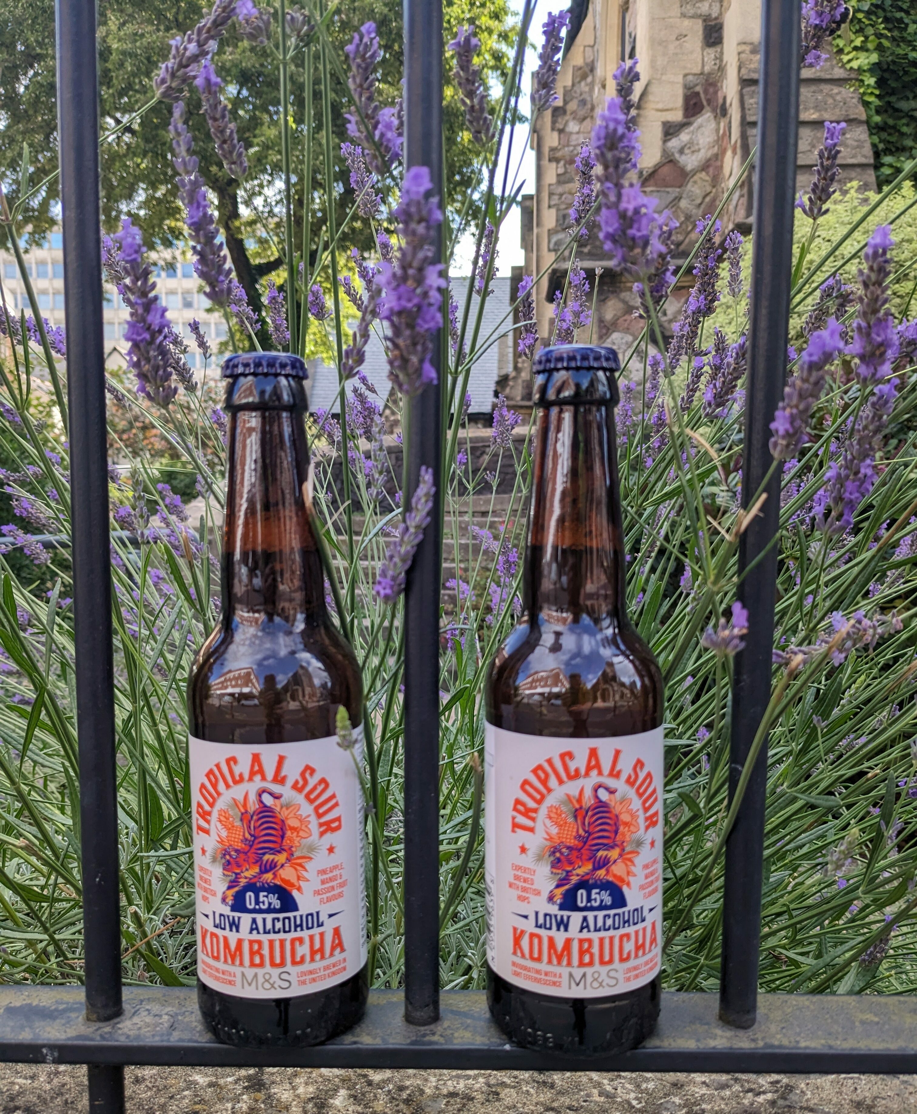 MS Tropical Sour Kombucha