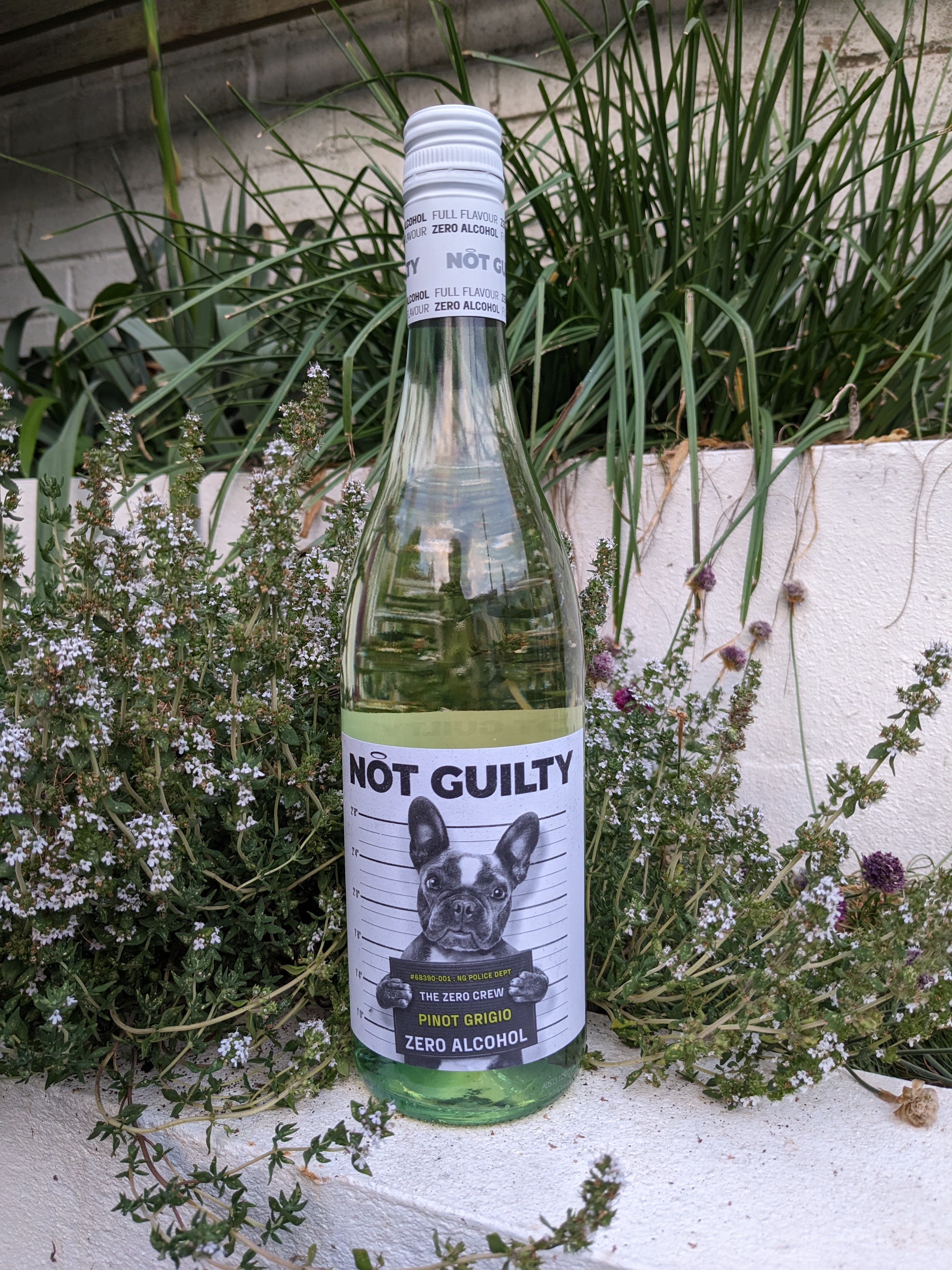 Not Guilty Pinot Grigiot