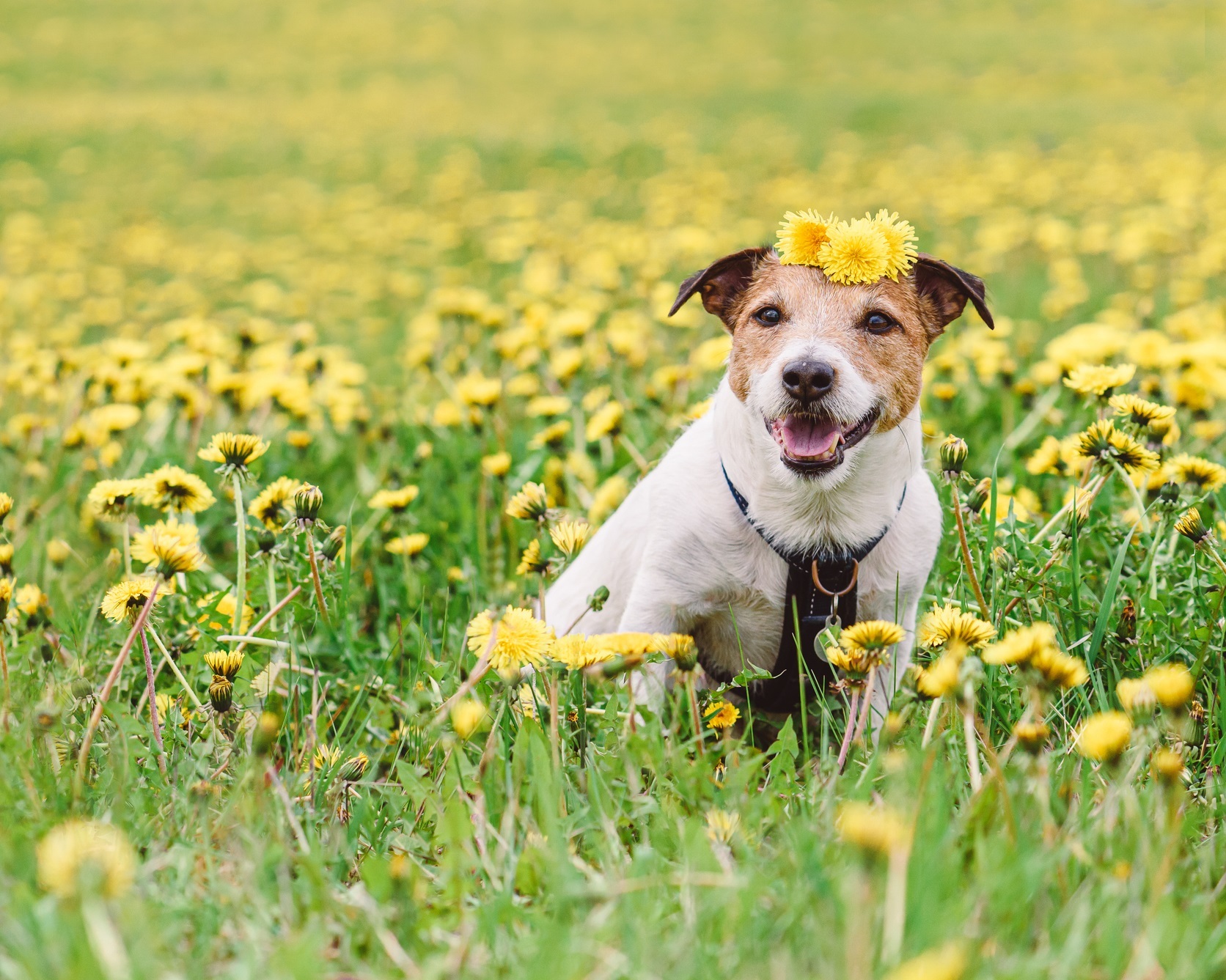 A brown and white dog sits in a field of yellow flowers.