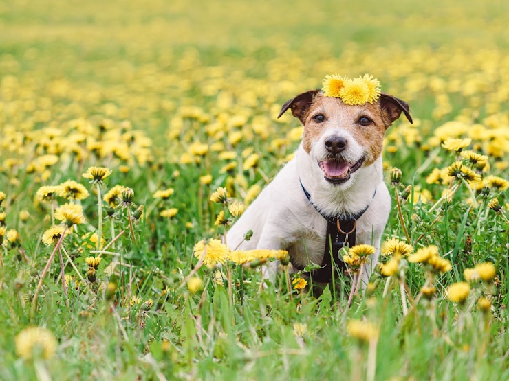 A brown and white dog sits in a field of yellow flowers.