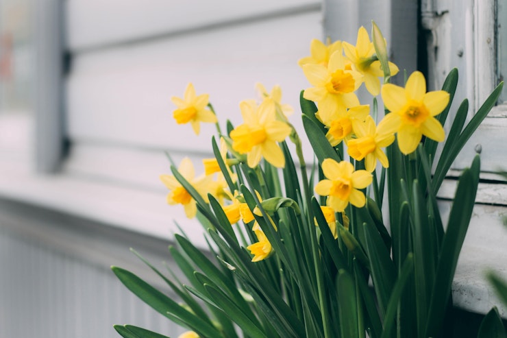 Sober Spring daffodils 1018048