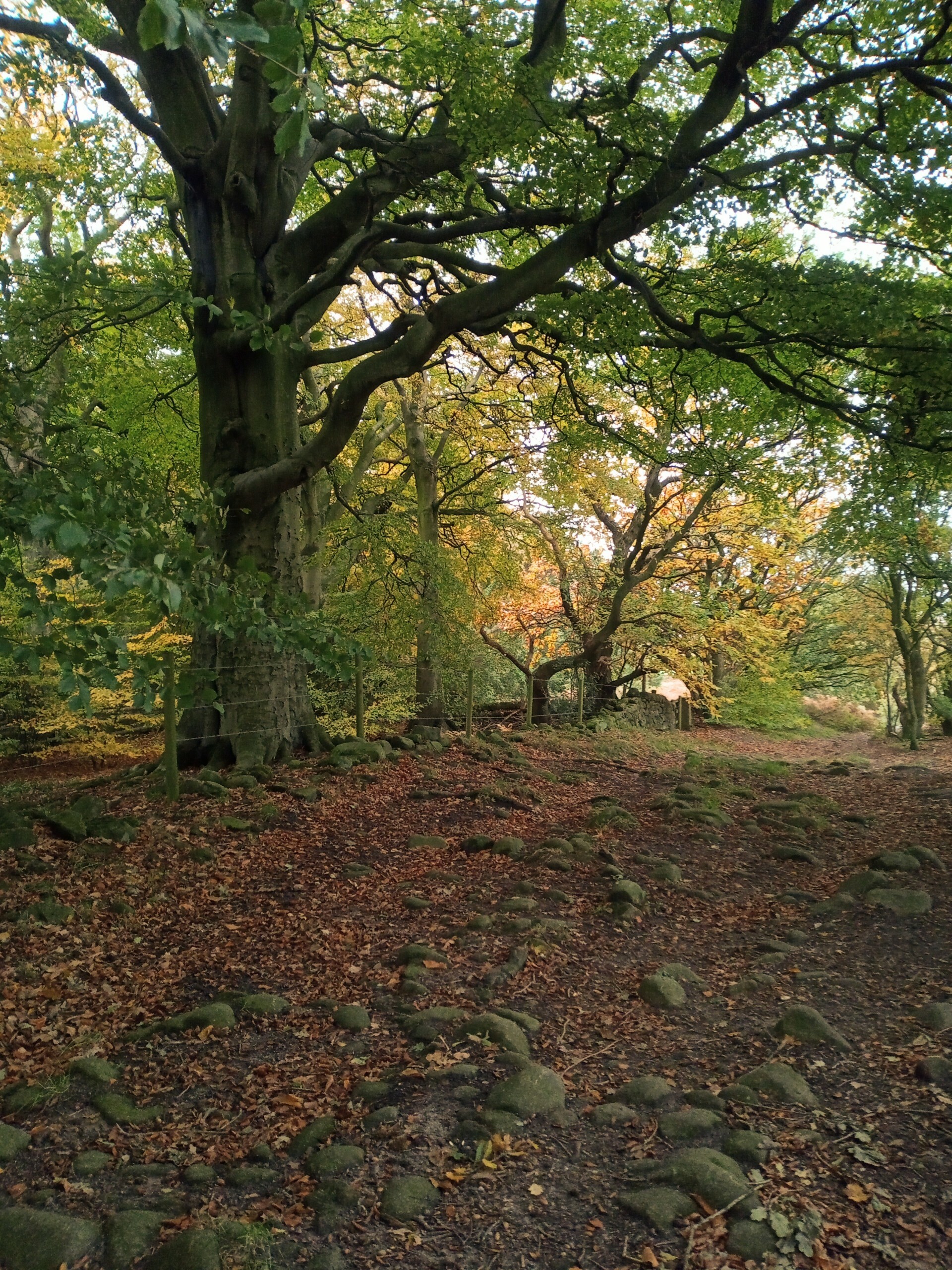 Shellys story case study only